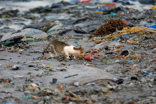 A cat is pictured among plastic waste at a fishermen port on the outskirts of Dakar, Senegal on July 26, 2019. (Photo by Zohra Bensemra/Reuters)