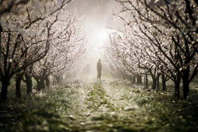 A man checks the system used to spray water in apricot orchards to protect blooming buds with a thin layer of ice, in the midst of the Swiss Alps, in Martigny, Canton of Valais, Switzerland, 05 April 2019. With an unusually low temperature forecast for the season, fruit growers try to protect their buds from frost damage with two different means, icy water or large candles. (Photo by Valentin Flauraud/EPA/EFE)