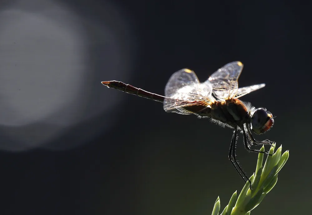 Some Photos: Insects