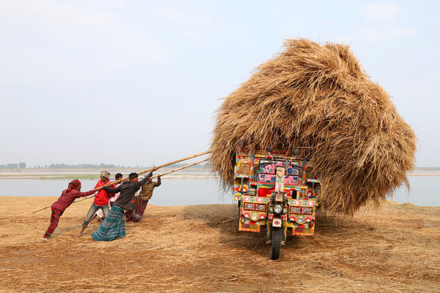 Driver carries paddy straw in small trucks and unloads in Kazipur Upazila, Sirajganj District, Bangladesh on April 22, 2024. Paddy straw is a by-product for the farmers so they usually sell it for $7 per 100kg to wholesalers. The straw is then sold by the wholesalers for between $8 - $10. Farmers use hay as food and bedding for their livestock. In addition to this, straw is used for various other purposes including house canopies and a form of biofuel. (Photo by Syed Mahabubul Kader/ZUMA Press Wire/Rex Features/Shutterstock)