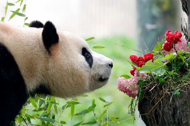 Giant panda Fu Bao is seen at its enclosure in the Shenshuping giant panda base of Wolong National Nature Reserve in southwest China's Sichuan Province, on June 12, 2024. Fu Bao, the first giant panda born in the Republic of Korea, met the public on Wednesday morning after returning to southwest China's Sichuan Province, the hometown of pandas. (Photo by Xinhua News Agency/Rex Features/Shutterstock)