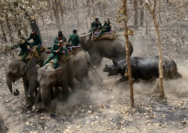 A relocated rhino charges a Nepalese forestry and technical team after being released as part of a relocation project in Chitwan National Park some of 250 Kilometer South of Kathmandu on April 3, 2017. Conservationists on April 3 captured a rare one-horned rhinoceros in Nepal as part of an attempt to increase the number of the vulnerable animals, which are prized by wildlife poachers. Five rhinos – one male and four female – will be released into a national park in Nepal's far west over the coming week in the hope of establishing a new breeding group. (Photo by Prakash Mathema/AFP Photo)