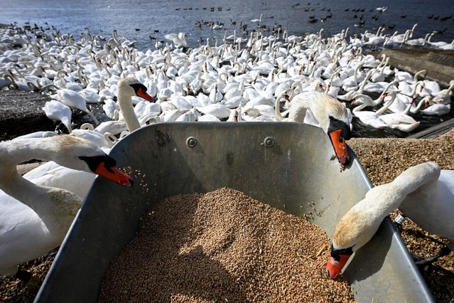 Swans eat food from the wheelbarrow during their morning feed at Abbotsbury Swannery, on June 16, 2024 in Abbotsbury, United Kingdom. Abbotsbury Swannery is the world's only managed colony of nesting Mute Swans and can number up to 1,000 per year and are all free-flying. (Photo by Finnbarr Webster/Getty Images)