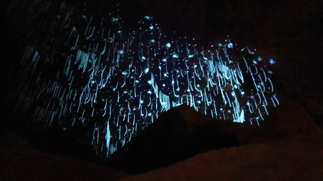 Waitomo Glowworm Caves New Zealand