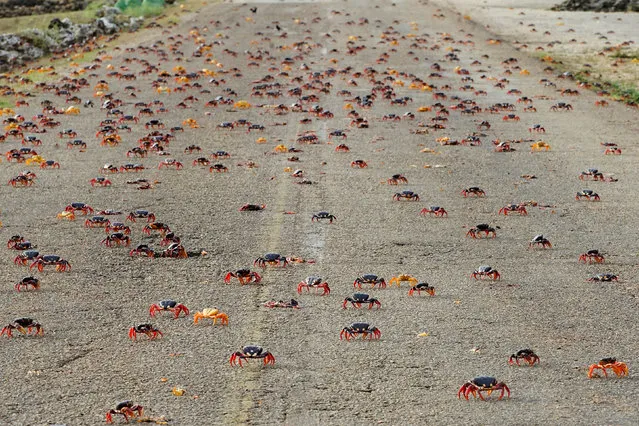 Crabs coming from the surrounding forests cross a highway on their way to spawn in the sea in Playa Giron, Cuba on April 25, 2017. (Photo by Alexandre Meneghini/Reuters)