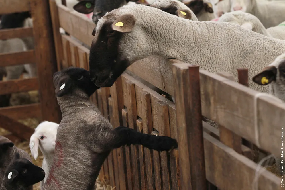 Lambing Season Underway In Brandenburg