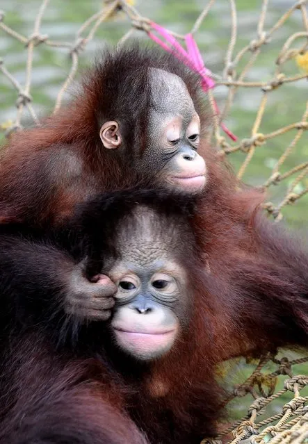 Damai and Rizki, orphaned Bornean orang utan play courtyard at Surabaya Zoo as they prepare to be released into the wild on May 19, 2014 in Surabaya, Indonesia. The two baby orangutans, brothers, were found in Kutai National Park in a critical condition having been abandoned by their mother on May 14, 2014. (Photo by Robertus Pudyanto/Getty Images)