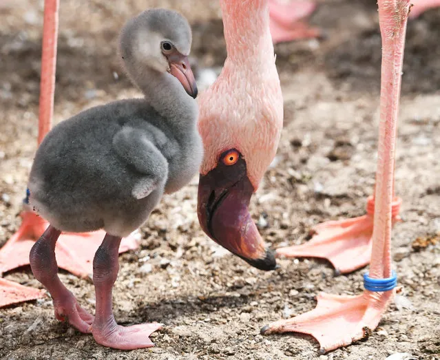 A circa one week old lesser flamingo stands next to a parent on May 5, 2017 at the zoo in Karlsruhe, southwestern Germany. (Photo by Uli Deck/AFP Photo/DPA)