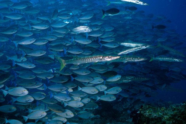 This photo taken on November 7, 2023 shows barracuda fish amongst a school of surgeon fish in the waters of Raja Ampat Regency in east Indonesia's West Papua region. (Photo by Lillian Suwanrumpha/AFP Photo)