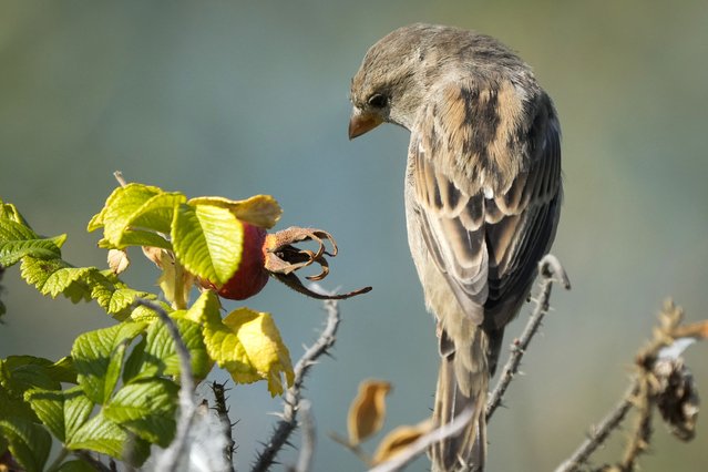 A sparrow feeds in a city park during a sunny day in Tallinn, Estonia, Friday, August 30, 2024. (Photo by Sergei Grits/AP Photo)