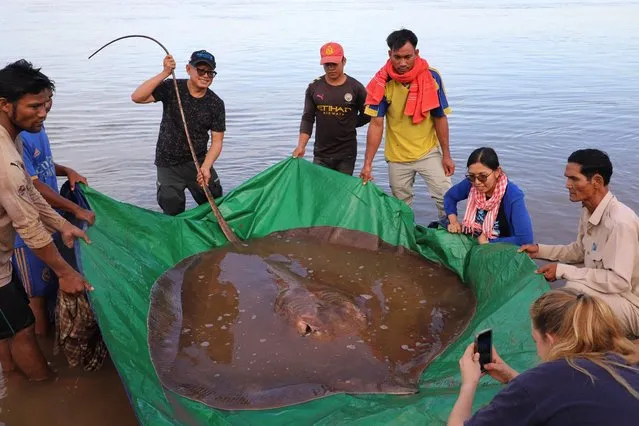 This handout photo taken on May 5, 2022 and released on May 10 by the US-funded Wonders of the Mekong project shows a female giant freshwater stingray – weighing 400 pounds (181 kg) and measuring 13 feet (3.96 metres) in length – that was caught and released in the Mekong River in Cambodia's Stung Treng province. Cambodian fishermen on the Mekong River got a shock when they indavertently hooked an endangered giant freshwater stingray, scientists said May 11. (Photo by Chhut Chheana/Wonders of the Mekong/AFP)