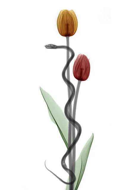 A coloured X-ray of a snake winding around two tulips. A physicist has used X-ray to create an extraordinary collection of artwork. Arie van't Riets pictures reveal birds, fish, monkeys and flowers in an incredible new light. The 66-year-old, from Bathmen in the Netherlands, began X-raying flowers as a means to teach radiographers and physicians how the machine worked. But after adding a bit of colour to the pictures, the retired medical physicist realised the potential for an exciting new collection of art. (Photo by Arie van't Riet/Barcroft Media)