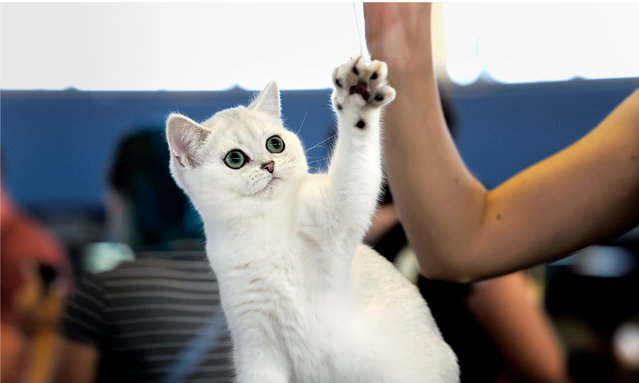 A British Shorthair young cat plays with her owner during the judge's evaluation at the International Cat Show SofistiCAT 2024 in Bucharest, Romania, 28 September 2024. Around 250 cats of 15 breeds took part in the international contest organized by the SofistiCat feline owners national association, under the supervision of the International Feline Federation (FIFe). (Photo by  Robert Ghement/EPA/EFE)