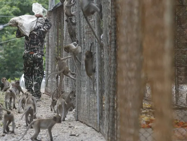 Thai National Park official carries food for monkeys who have been caught for sterilization in a bid to control the birth rate of the monkey population in Hua Hin city, Prachuap Khiri Khan Province, Thailand, 15 July 2017. (Photo by Narong Sangnak/EPA/EFE)