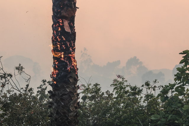 A fire burns a forested area in Alto do Alvide, Cascais, Portugal, 25 July 2023. 423 operatives, supported by 111 vehicles and 14 aerial means, are fighting a fire that broke out in Alcabideche, in the municipality of Cascais, near Lisbon. (Photo by Manuel de Almeida/EPA)