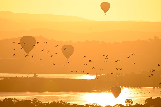 A flock of cockatoos fly near hot air balloons as they take to the sky during the Canberra Balloon Spectacular as part of Canberra's Enlighten festival in Canberra, Australia, 09 March 2024. (Photo by Lukas Coch/EPA)