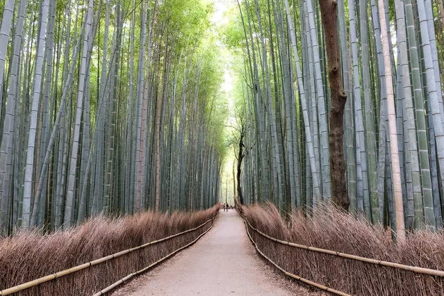 “I took this at 7am during an unusually quiet moment in the Arashiyama Bamboo Grove, in Kyoto, Japan. Mick Ryan, judge – The classic lead-in and vertical lines of this walkway through a bamboo forest are made complete by the two figures in the distance and the light illuminating the pale green of the canopy”. (Photo by Doug Stratton/The Guardian)