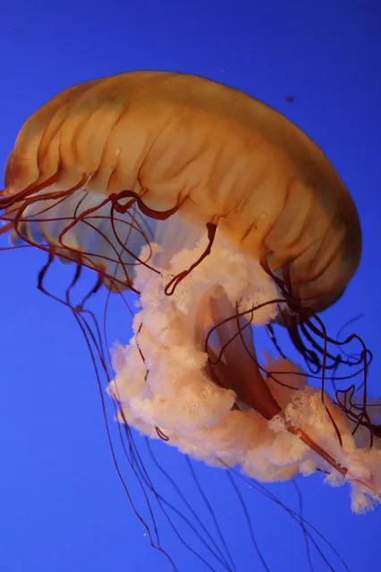 Giant Jellyfish Cyanea capillata