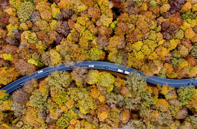 Traffic rolls through a colorful forest in the Taunus region in Usingen near Frankfurt, Germany, Friday, November 1, 2024. (Phoot by Michael Probst/AP Photo)