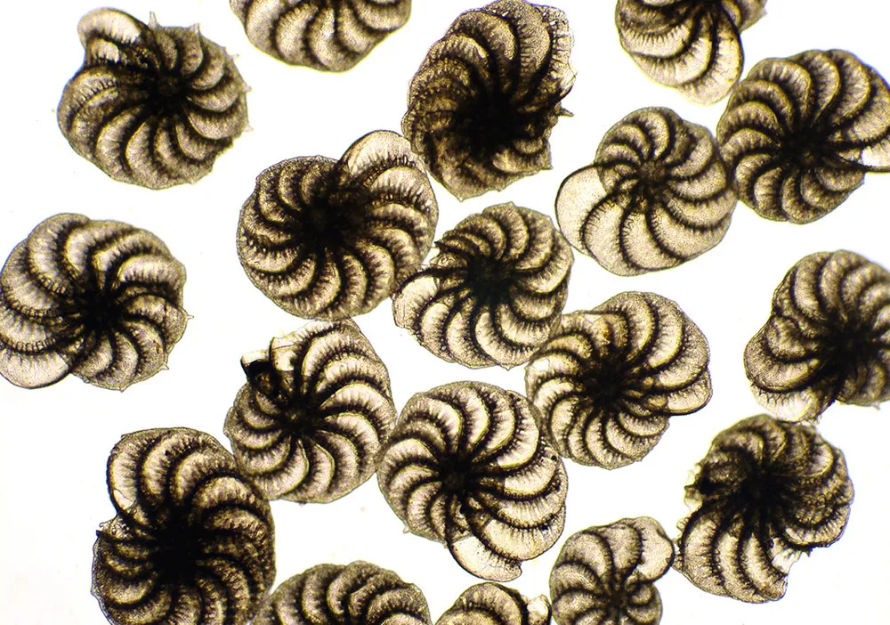 Olympus BioScapes International Digital Imaging Competition 2011