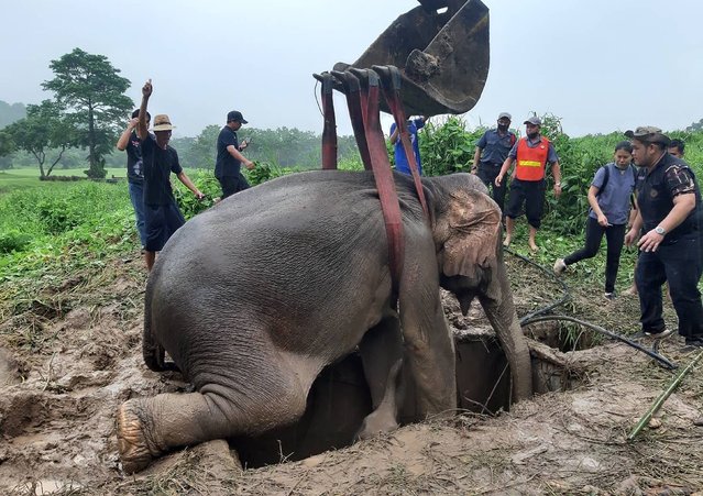 This handout photo taken and released on July 13, 2022 by Thailand's Department of National Parks, Wildlife and Plant Conservation shows an adult elephant being lifted away from a hole, during a rescue operation to recover an infant elephant that had fallen into the hole, in Nakhon Nayok province in central Thailand. A baby elephant was dramatically rescued from a manhole in central Thailand after his mother was sedated in order to allow the opperation to proceed. (Photo by Thailand's Department of National Parks, Wildlife and Plant Conservation (DNP)/Handout via AFP Photo)