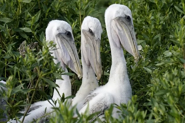 Young brown pelicans sit in their nest on Raccoon Island, a Gulf of Mexico barrier island that is a nesting ground for brown pelicans, terns, seagulls and other birds, in Chauvin, La., Tuesday, May 17, 2022. (Photo by Gerald Herbert/AP Photo)