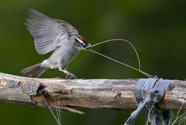 A chipping sparrow tugs on some loose threads of weathered clothing while gathering nest-building materials in a garden, Thursday, May 30, 2013, in Freeport, Maine. (Photo by Robert F. Bukaty/AP Photo)