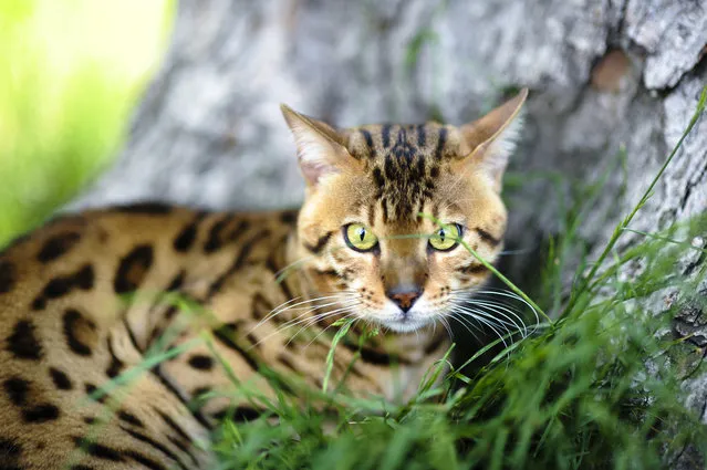 Top 10 Pedigreed Cat Breeds in America. No. 5: Bengal. Athletic, intelligent, active and independent: These are just some of the words commonly used to describe the Bengal, who comes in at No. 5. He's not as cuddly as many of the other cats on our list, but he still demands attention – he may even go for walks on a leash! (Photo by Fermata Daily)