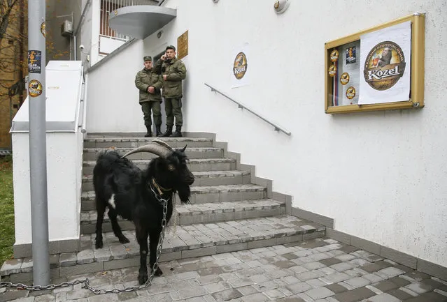 A goat is seen during a protest of activists of the “National Corps” political party against Czech President Milos Zeman outside the Czech Republic's embassy in Kiev, Ukraine October 12, 2017. (Photo by Valentyn Ogirenko/Reuters)