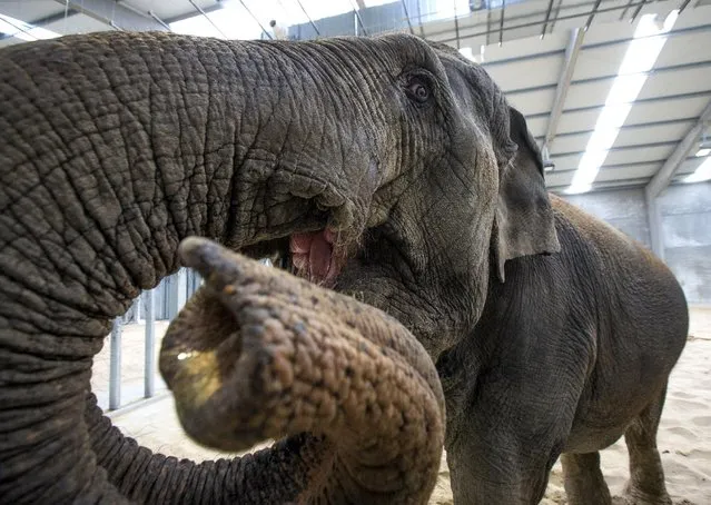 An Asian elephant is seen in its enclosure at Pairi Daiza wildlife park, a zoo and botanical garden in Brugelette, Belgium September 6, 2015. (Photo by Yves Herman/Reuters)