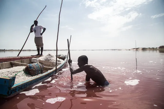 Salt harvesters at work on the Pink Lake Retba, Senegal on August 9, 2016. The unusual colour derives from pink algae that flourishes in the water’s high salt content. (Photo by Sebastian Miranda/Barcroft Iamges)