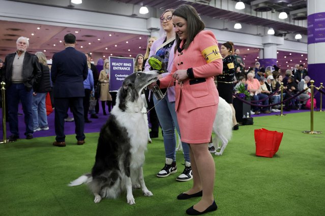 Ziggy, a Borzoi breed, waits during the 149th Annual Westminster Kennel Club Dog Show at the Jacob Javits Convention Center in New York City, U.S., February 10, 2025. (Photo by Jeenah Moon/Reuters)
