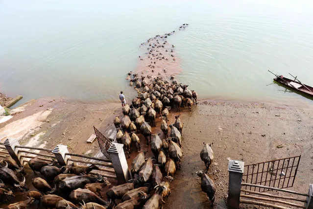A man watches buffalos cross a river as they head to another grazing area, in Nanchong, Sichuan province, China, August 10, 2016. (Photo by Reuters/China Daily)