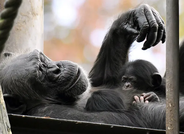 A chimpanzee holds her twin babies at a zoo in Nagoya, central Japan Tuesday, November 7, 2017. The baby chimpanzees were first shown to the public. (Photo by Mizuki Ikari/Kyodo News via AP Photo)