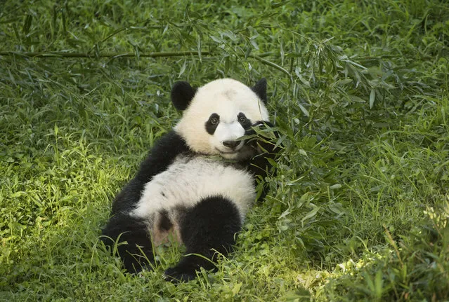 Giant panda cub Bei Bei in his habitat as the zoo celebrates his first birthday at the Smithsonian National Zoo in Washington, DC on August 20, 2016. (Photo by Linda Davidson/The Washington Post)