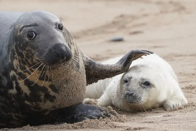 The first new seal pups of the season to be born on the National Trust's Farne Islands, off the Northumberland coast, UK on Wednesday, November 9, 2022. The islands are an important haven for thousands of seabirds and hundreds of adult seals looked after by the National Trust. (Photo by Owen Humphreys/PA Images via Getty Images)