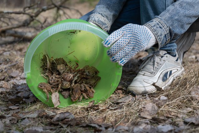 A volunteer releases toads and frogs from a bucket after carrying them across the road toward the lake near St. Petersburg, Russia on April 16, 2025. Every spring amphibians begin their migration. With the arrival of warmth, they move from the forests to the shores of the Sestroretsky Razliv to lay eggs. Their path crosses a roadway and to save their lives, volunteers carry them across the road as part of the “Roads for Amphibians!” campaign in the Sestroretskoye Bog nature reserve. (Photo by Andrei Bok/SOPA Images/Rex Features/Shutterstock)