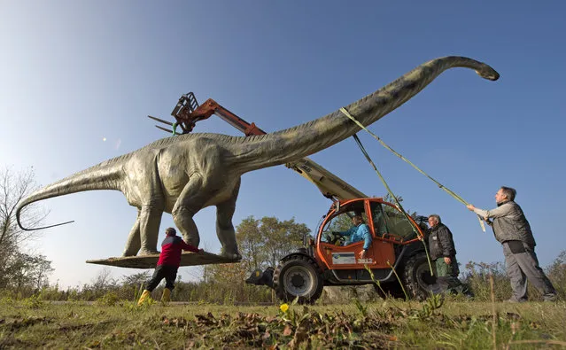 Workers transport a model of a dinosaur  at the exhibition “World of Dinosaurs” at a former lignite surface mining area   in Grosspoesna near Leipzig, central Germany, Wednesday, October 29, 2014. (Photo by Jens Meyer/AP Photo)