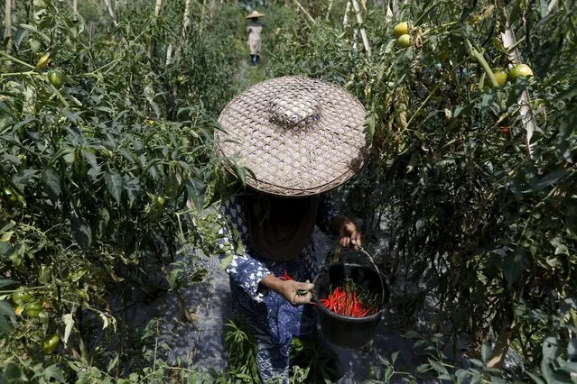 A worker picks chillies during harvest at a chilli plantation in Pasir Datar Indah village near Sukabumi, Indonesia's West Java province, August 6, 2015. (Photo by Reuters/Beawiharta)