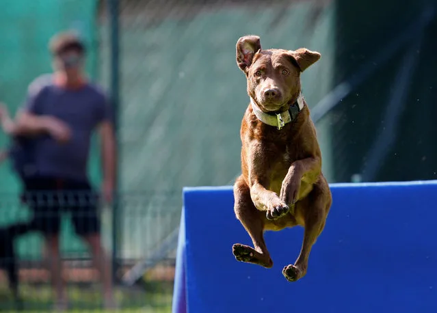 A dog jumps into the pool during the Flying Dogs competition in Kamnik, Slovenia, September 10, 2016. (Photo by Srdjan Zivulovic/Reuters)