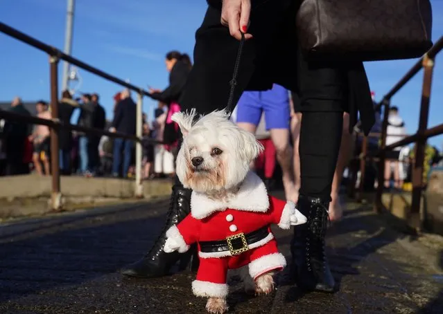Violet, a maltichon, in fancy dress on the slipway in Clontarf looks on as the Clontarf Yacht & Boat Club annual Christmas swim in aid of the RNLI takes place on Sunday, December 25, 2022. (Photo by Brian Lawless/PA Images via Getty Images)
