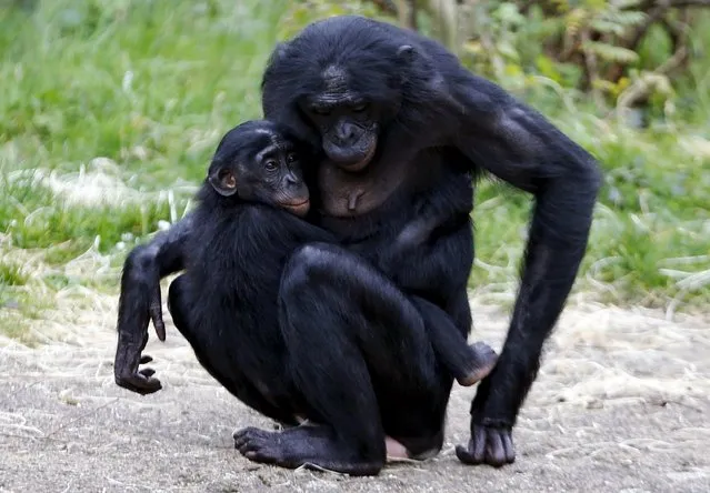 A young bonobo ape grabs onto its mother at Planckendael's zoo near Mechelen, Belgium, October 10, 2015. (Photo by Francois Lenoir/Reuters)
