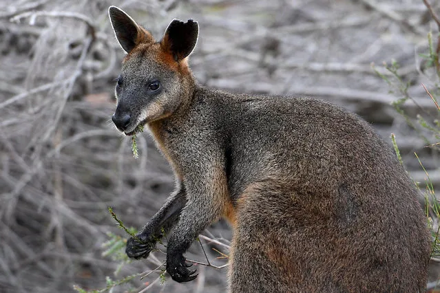 “Syd” the swamp wallaby eats after being released by Taronga Zoo veterinarian Larry Vogelnest and NSW National Parks and Wildlife Service Ranger Rachel Miller into bushland at Ku-ring-gai Chase National park, north of Sydney, Australia, 25 January 2018. The wallaby made headlines last week when NSW Police spotted it hopping across the Sydney Harbour Bridge. (Photo by Dan Himbrechts/EPA/EFE)
