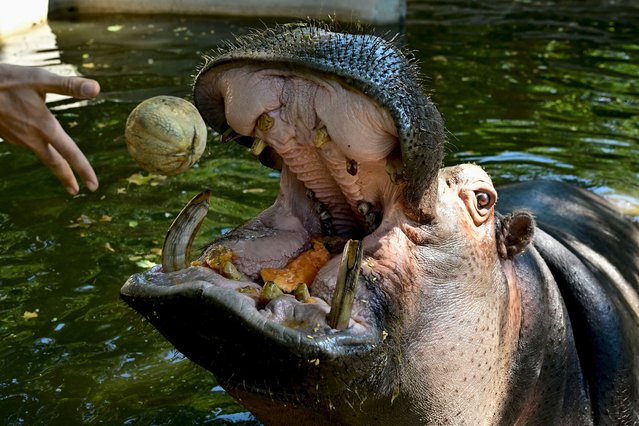 A hippopotamus catches a frozen melon at Rome Zoological Garden “Bioparco” during a heat wave in Rome on July 2, 2025. (Photo by Tiziana Fabi/AFP Photo)