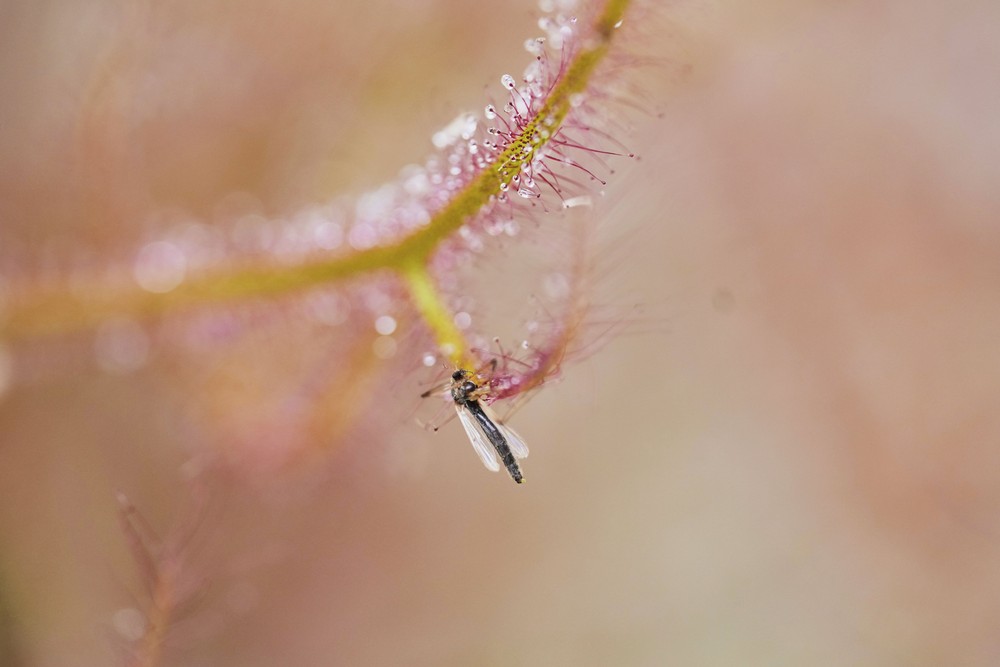 Some Photos: Insects