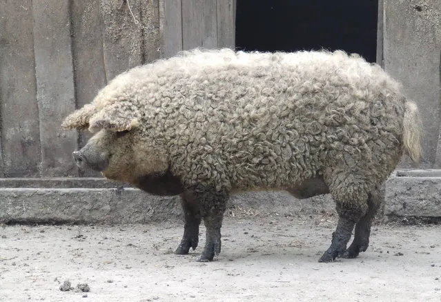 Mangalitsa The Hairy Pig