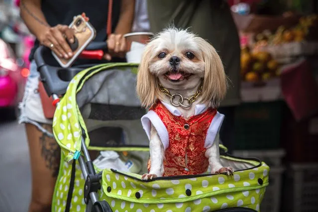 A dog poses in traditional Chinese dress on Yaowarat Road in Chinatown on the eve of Lunar New Year on January 20, 2023 in Bangkok, Thailand. The Chinese diaspora of Southeast Asia is celebrating a lively Lunar New Year as COVID-19 restrictions have been removed. It is traditionally a time for people to meet their relatives and take part in celebrations with families. In Thailand, which has a sizeable population of Chinese lineage, people gather with family and celebrate with feasts and visits to temples. (Photo by Lauren DeCicca/Getty Images)