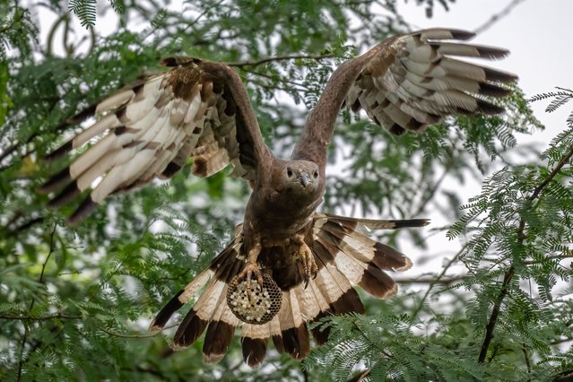 A buzzard takes off carrying a beehive in its talons at Sukhna Lake in Chandigarh, India in the last decade of August 2025, after raiding the nest for larvae as bees swarm around it. (Photo by Anuj Jain/Two Point O Media/Cover Images)
