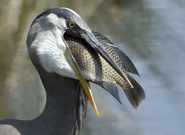 A Great Blue Heron prepares to swallow a fish at a wetland preserve near Delray Beach, Fla., Tuesday, April 2, 2013. Wakodahatchee Wetlands is a bird-watcher's paradise where, for the past three months, it's been nesting and baby season. Wakodahatchee, an oasis of wildlife in suburbia, means “created waters” in the Seminole Indian language. (Photo by J. Pat Carter/AP Photo)