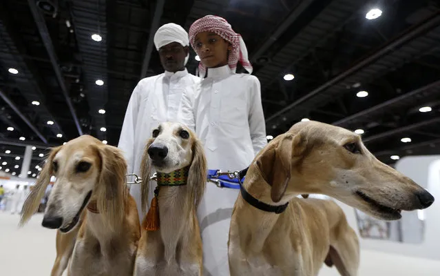 An Emirati child stands next to his Saluki dogs during an Arabian Saluki beauty contest as part of the Abu Dhabi International Hunting and Equestrian exhibition (ADIHEX) on October 7, 2016 in Abu Dhabi. (Photo by Karim Sahib/AFP Photo)